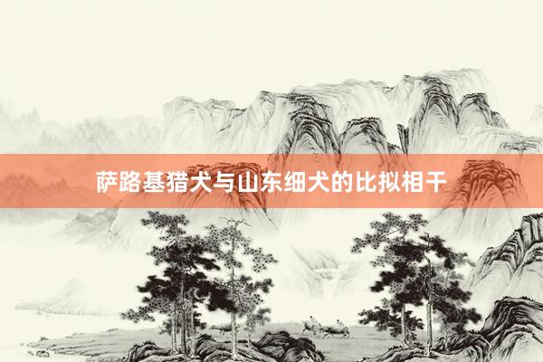 萨路基猎犬与山东细犬的比拟相干
